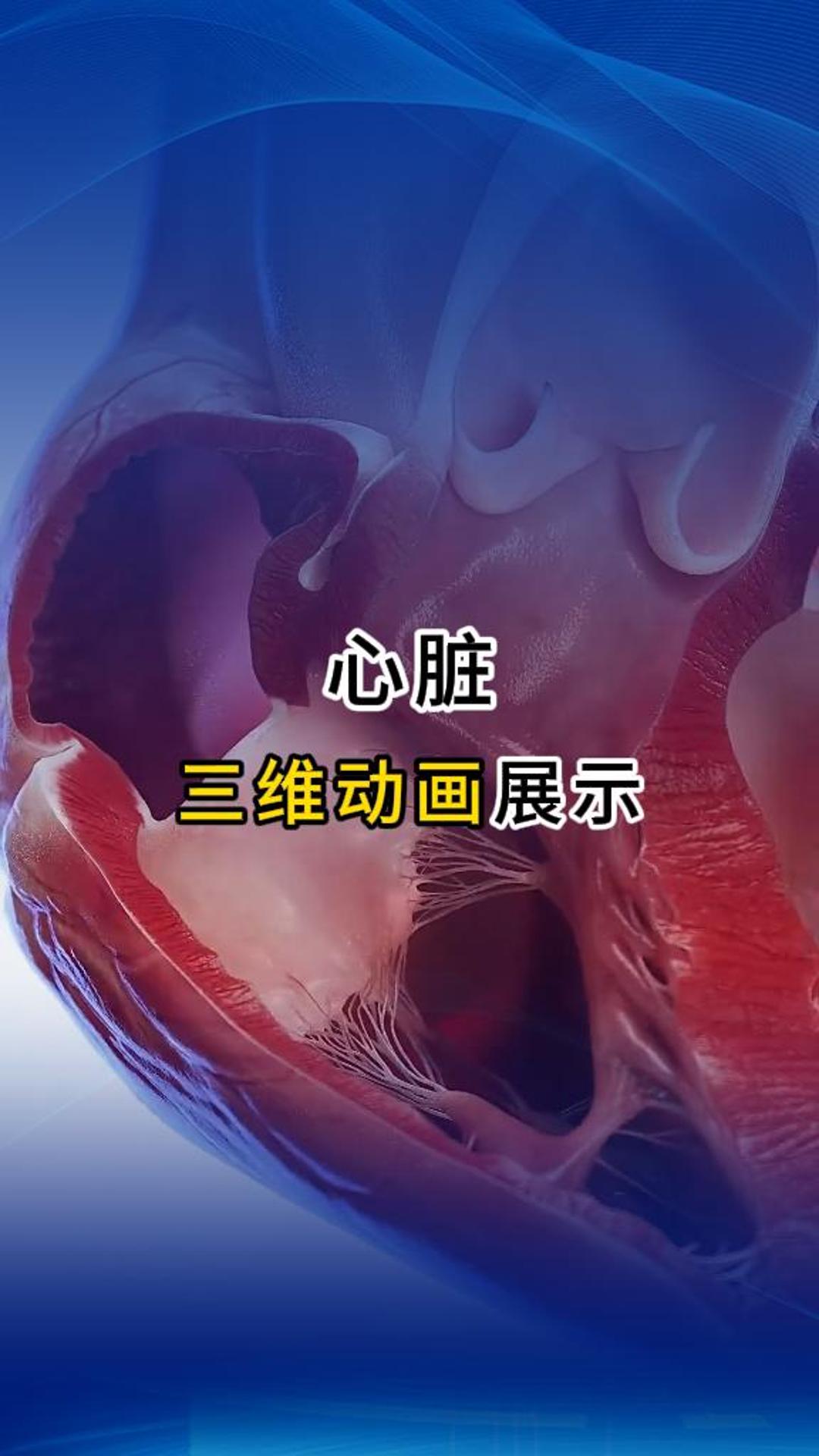 來自心臟的告白！醫(yī)療三維動(dòng)畫-三維動(dòng)畫制作公司-華匠科技